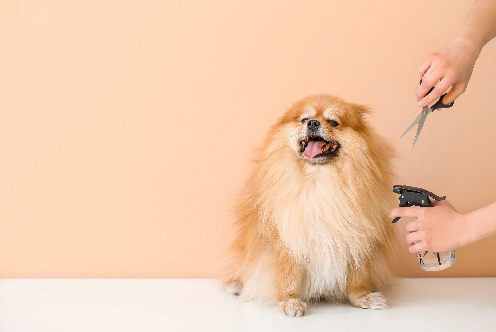 Bathing a dog at home — correct water temperature and shampoo application technique