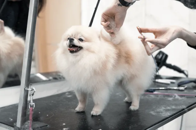 Close-up of a Pomeranian's fluffy coat showing the outer guard layer and soft undercoat