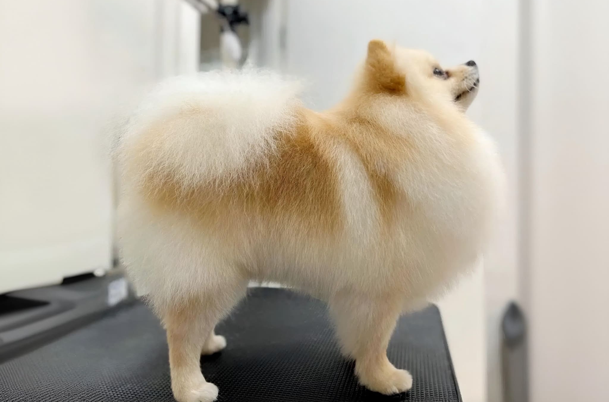 Fluffy Pomeranian with a well-groomed coat being brushed at home