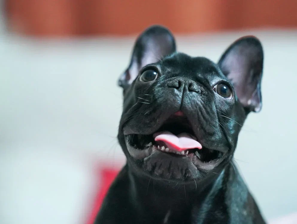 French Bulldog with expressive face and skin folds — a breed that requires specialised skin care