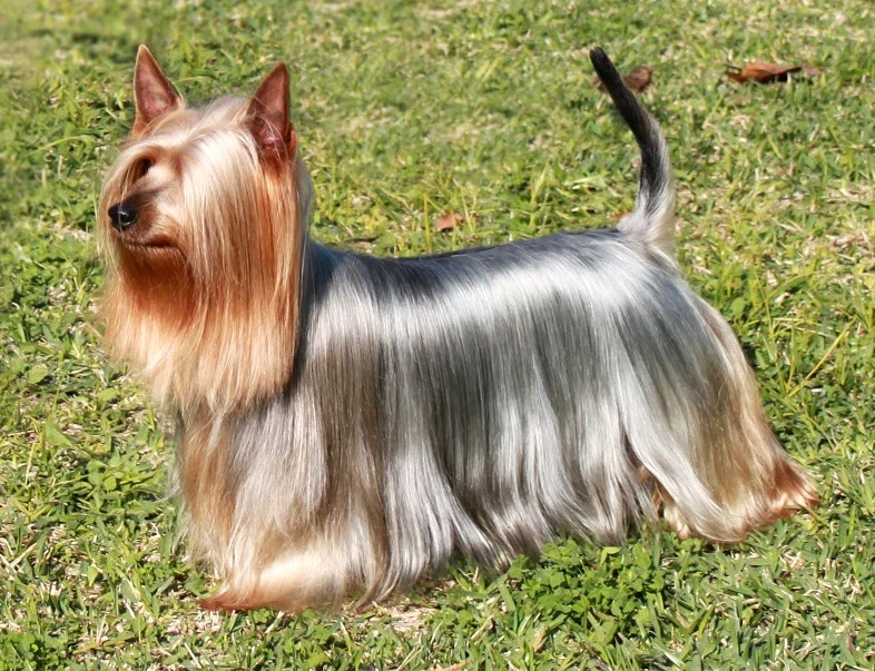 A fluffy well-groomed dog with glossy clean coat against a white background — the result of a proper bathing routine