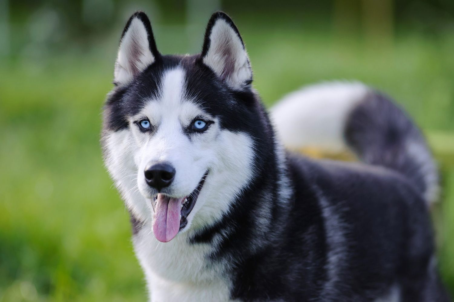 Owner brushing a Husky outdoors — correct technique and location both matter for effective results