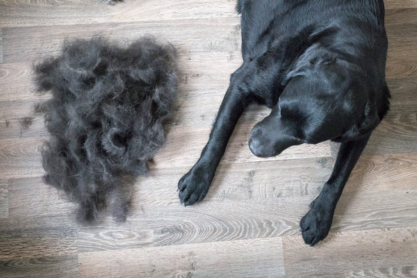 Golden Labrador Retriever outdoors with a healthy, shiny coat after proper grooming care