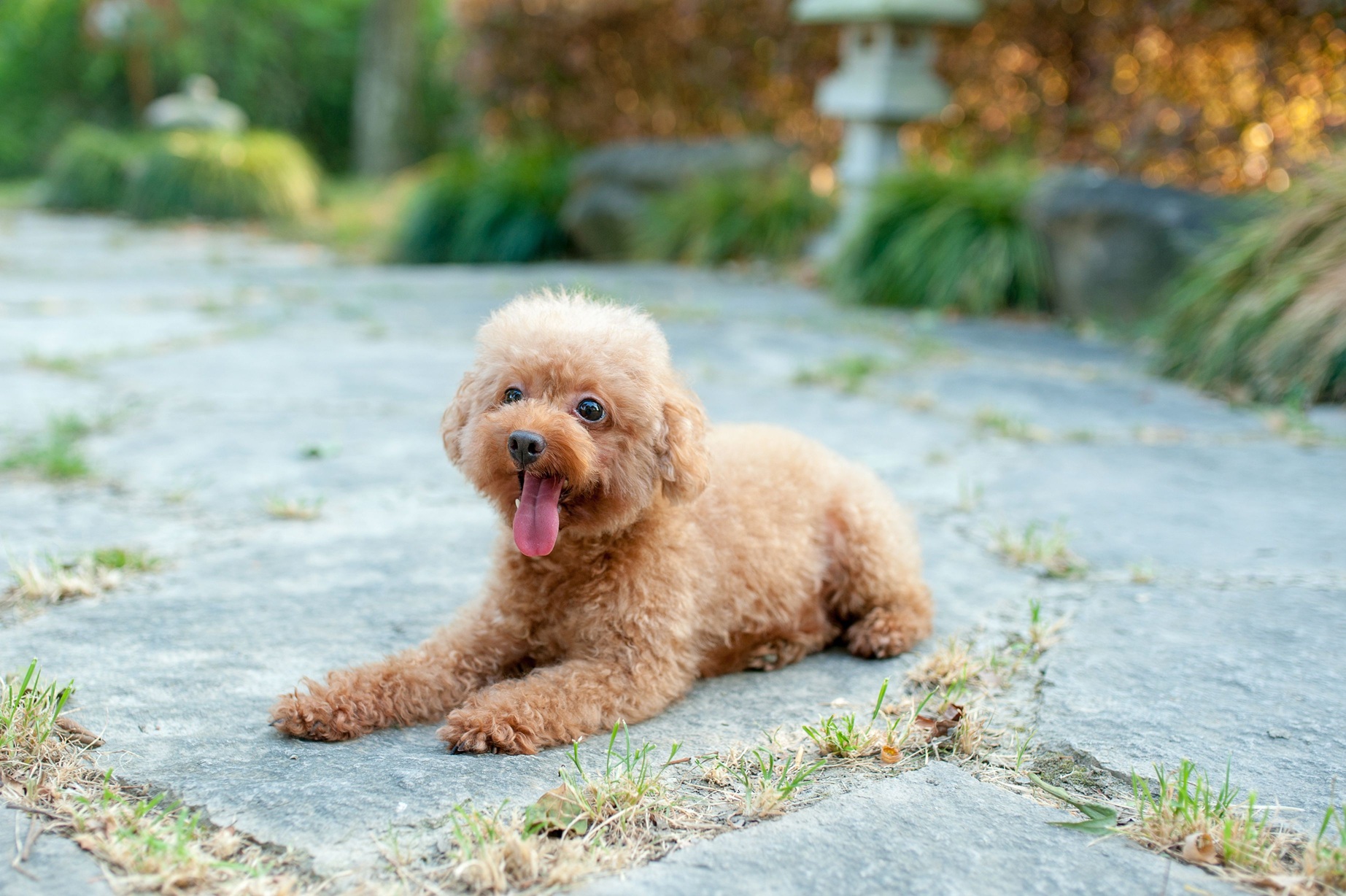 Bathing a small curly-coated dog — a Toy Poodle needs a gentle shampoo and conditioning after every wash