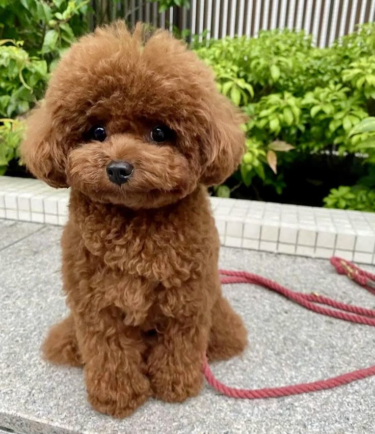 Close-up of a Toy Poodle's curly single-layer coat — a unique hair structure with no undercoat