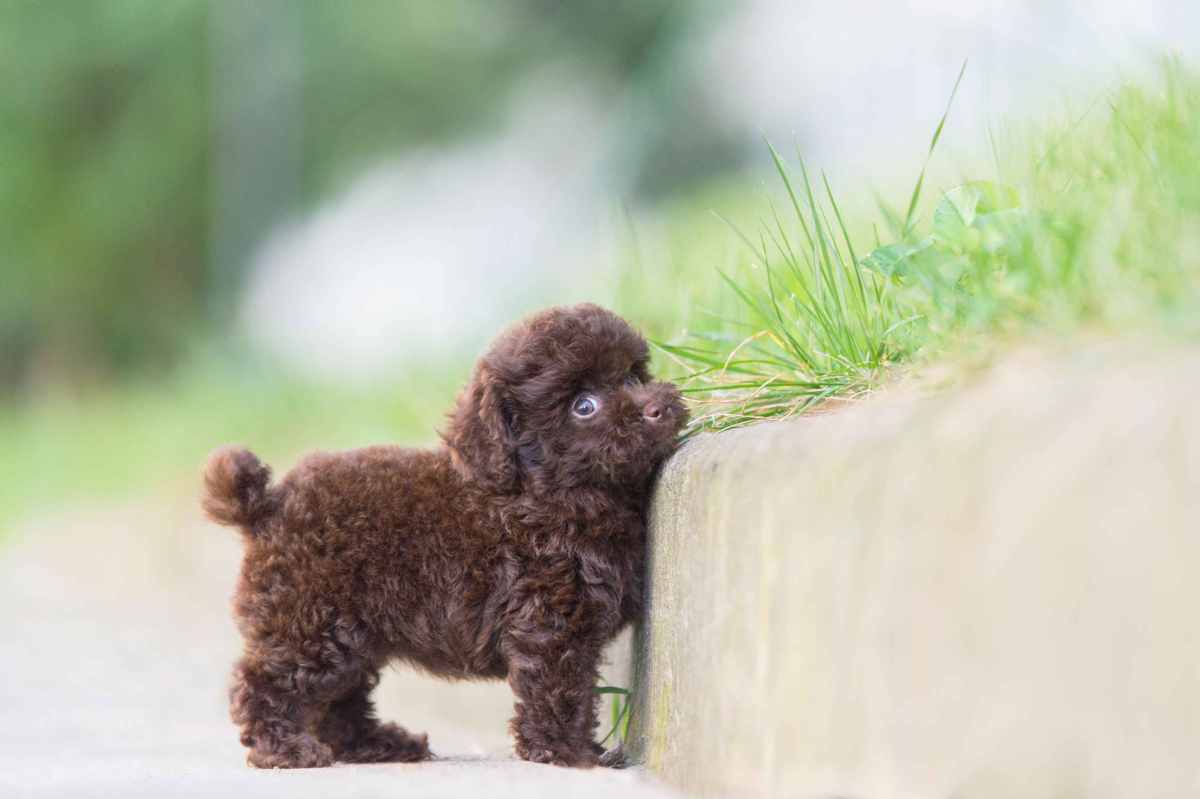 Toy Poodle with a well-groomed curly coat — a breed with a uniquely structured single-layer hair type