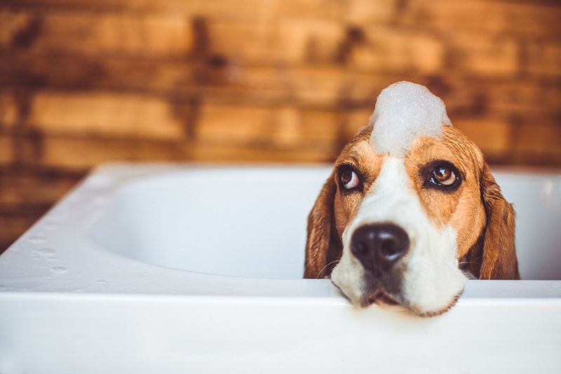 A puppy being rinsed under a stream of water — the correct bathing temperature for dogs is 37–39°C, close to the animal's body temperature