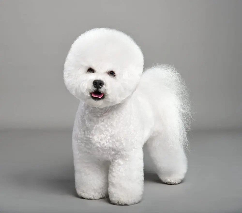 A dog being bathed in a tub — owner carefully washing the coat with the right shampoo