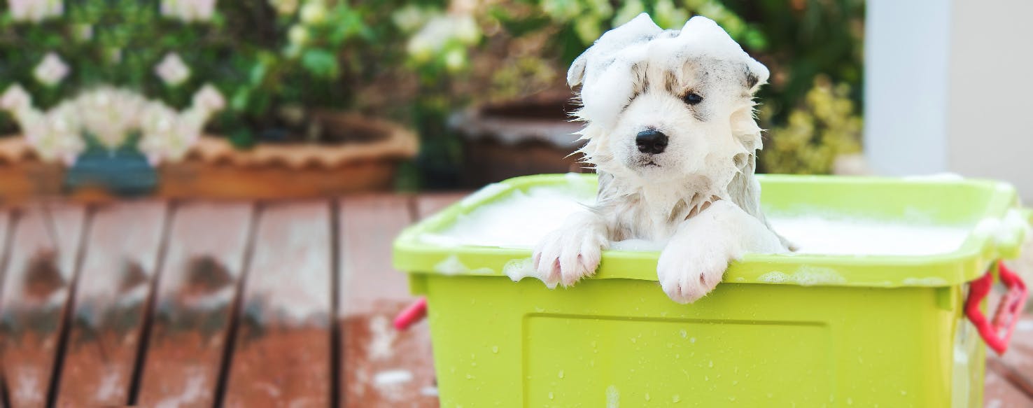 A wet Yorkshire Terrier stands in a white bathtub after bathing — shampoo must be rinsed for at least 5–7 minutes until the coat squeaks clean
