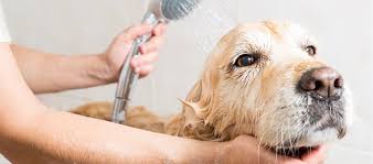 A puppy covered in white soap foam during a bath — shampoo with the wrong pH destroys a dog's skin barrier