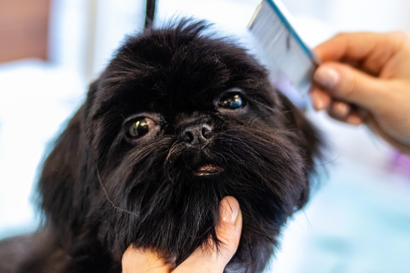 Owner carefully untangling a dog's fur, holding a section with fingers near the root before using the comb