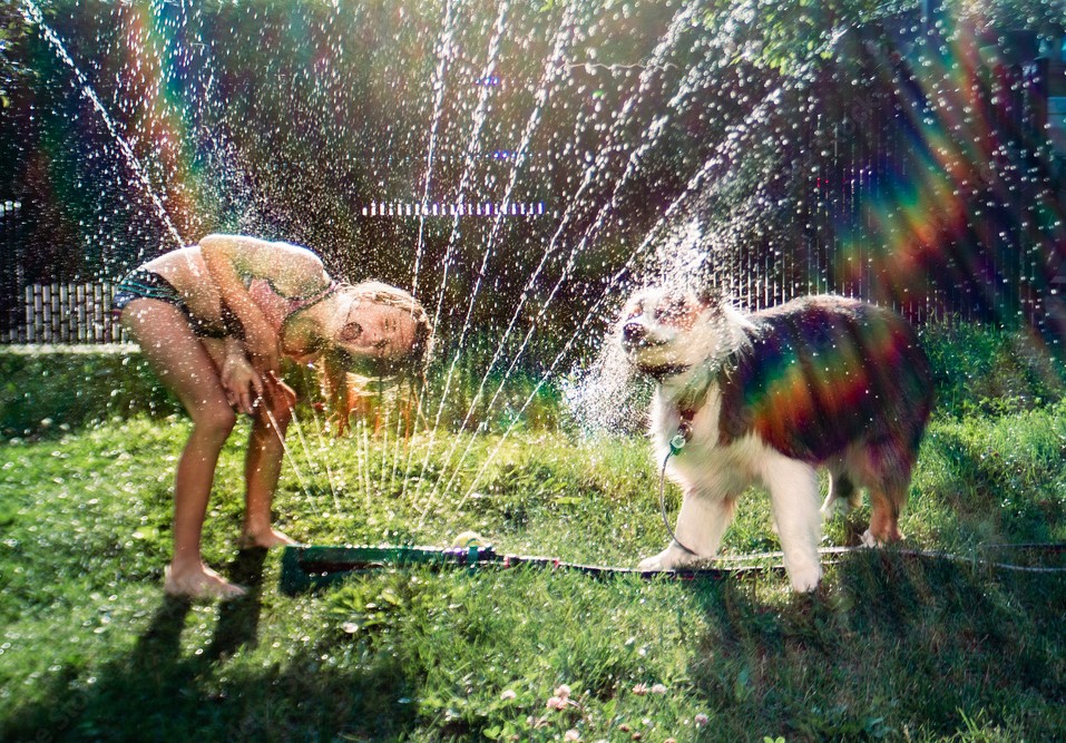 A large white-and-brown long-coated dog resting after a bath on a cool summer day