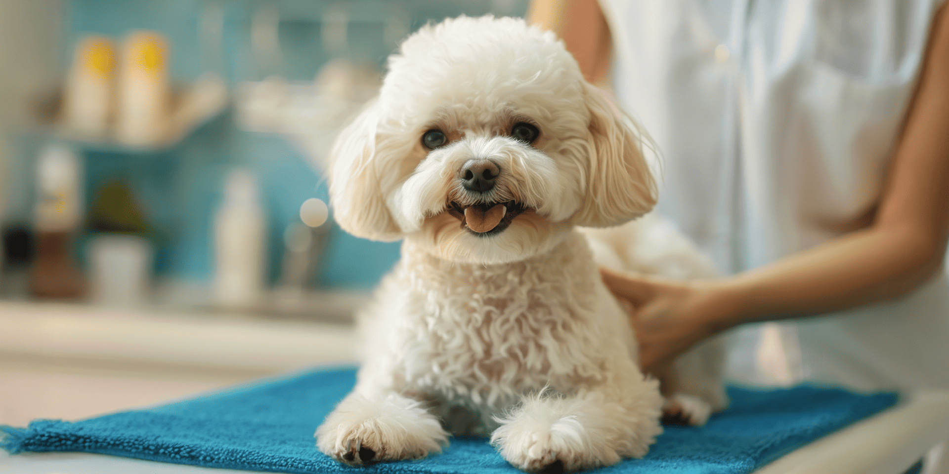 Maltipoo: professional at‑home coat care