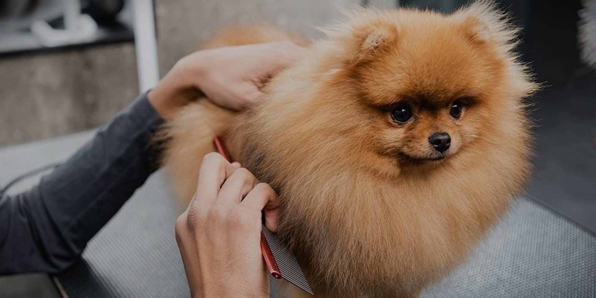 Caring for a Spitz's coat: how to bathe and wash