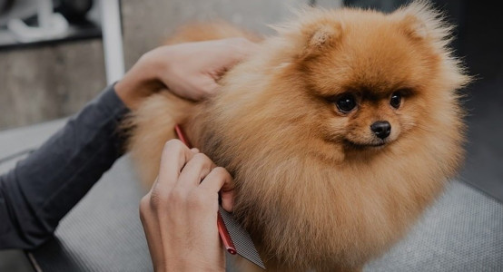 Caring for a Spitz's coat: how to comb, bathe and wash your fluffy ball at home