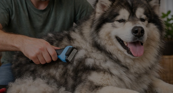 Why Is My Dog (Cat) Shedding So Much — and How to Reduce Pet Hair at Home