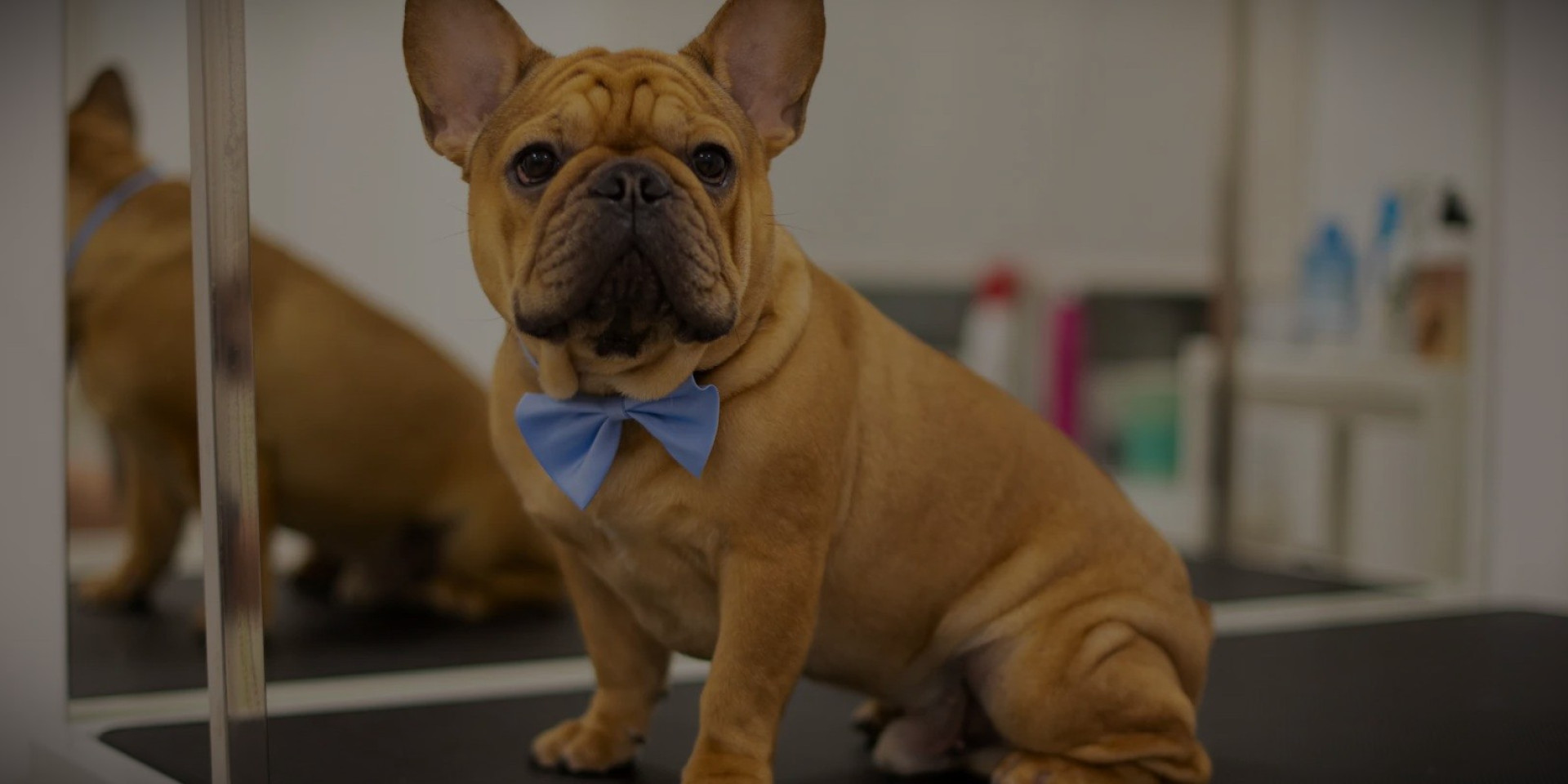 French Bulldog Skin & Wrinkle Care