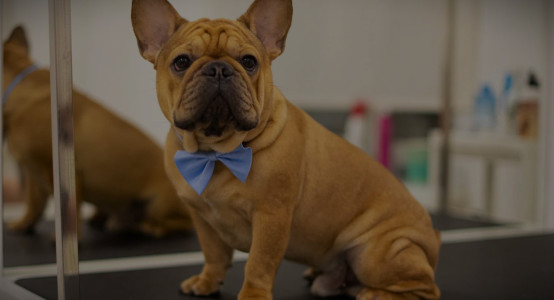 French Bulldog Skin Care