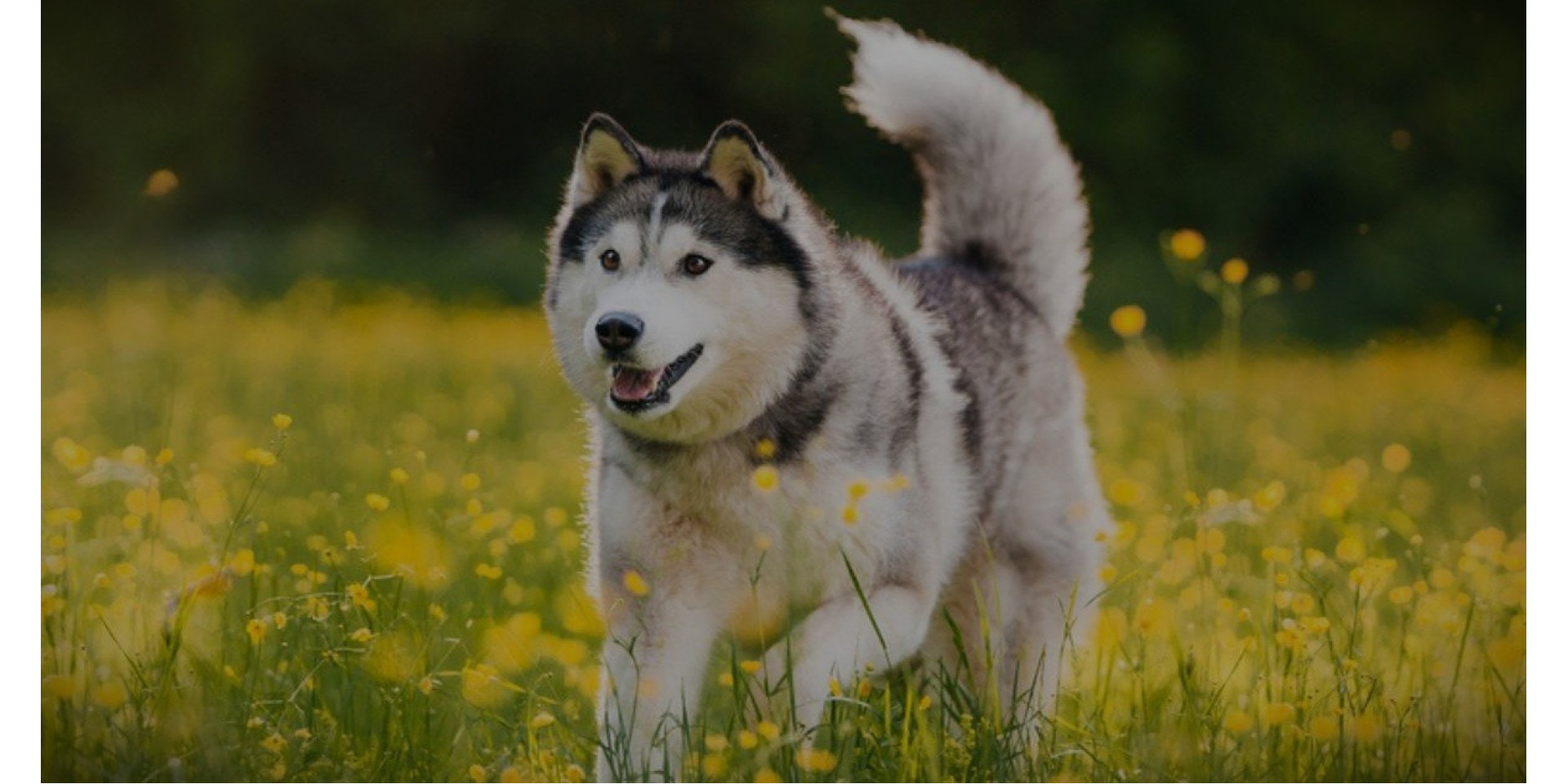 Husky Coat Care at Home: Undercoat, Shedding, Bathing