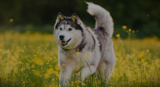 Husky - step-by-step coat care at home without a groomer