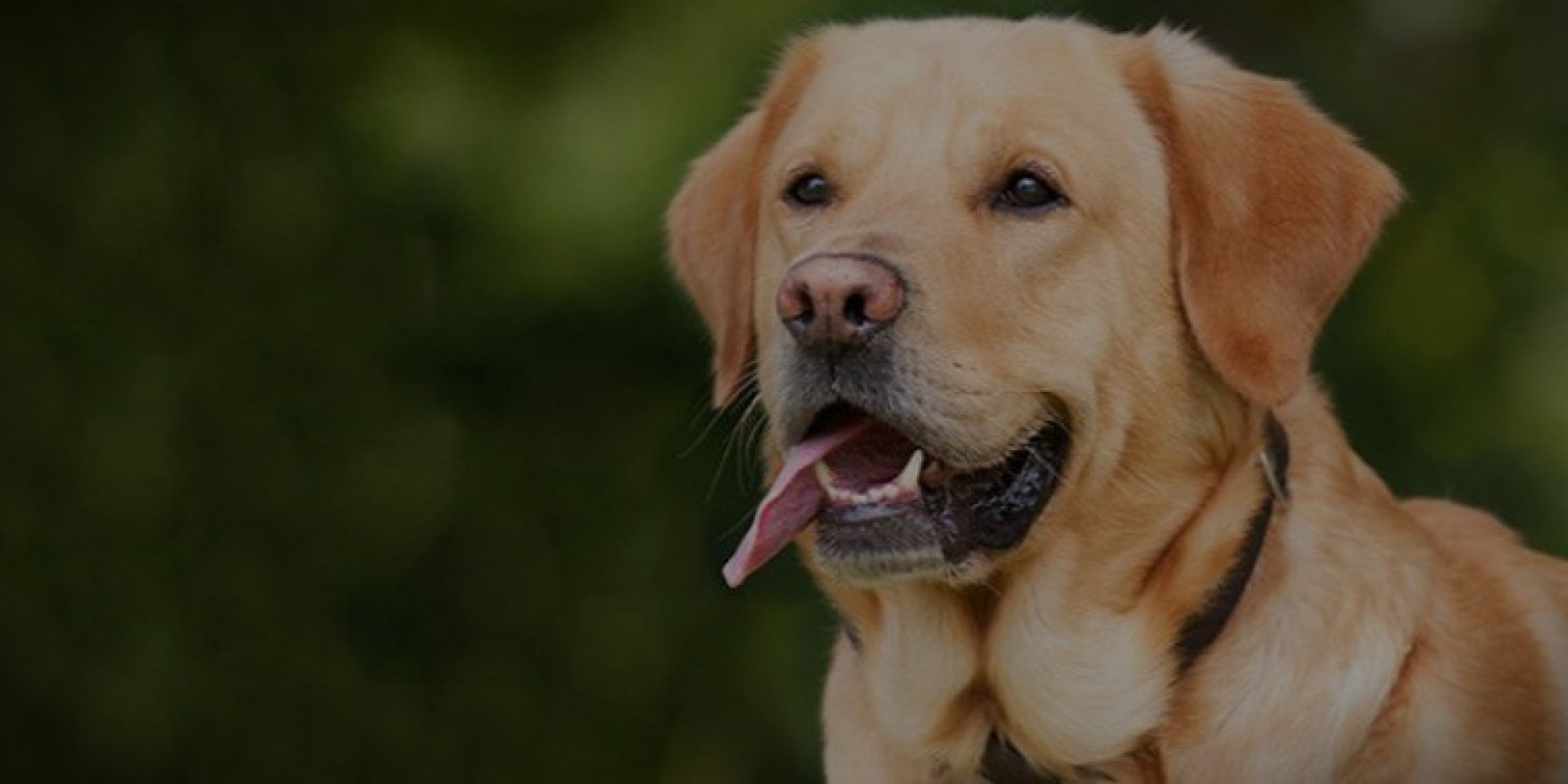 Labrador Retriever Shedding Year-Round