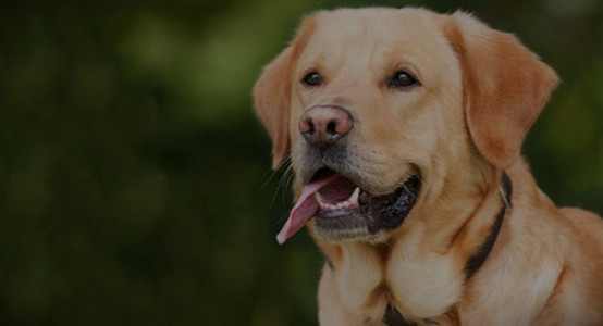 Labrador Retriever Shedding Year-Round: How to Care for the Coat and How Often to Brush