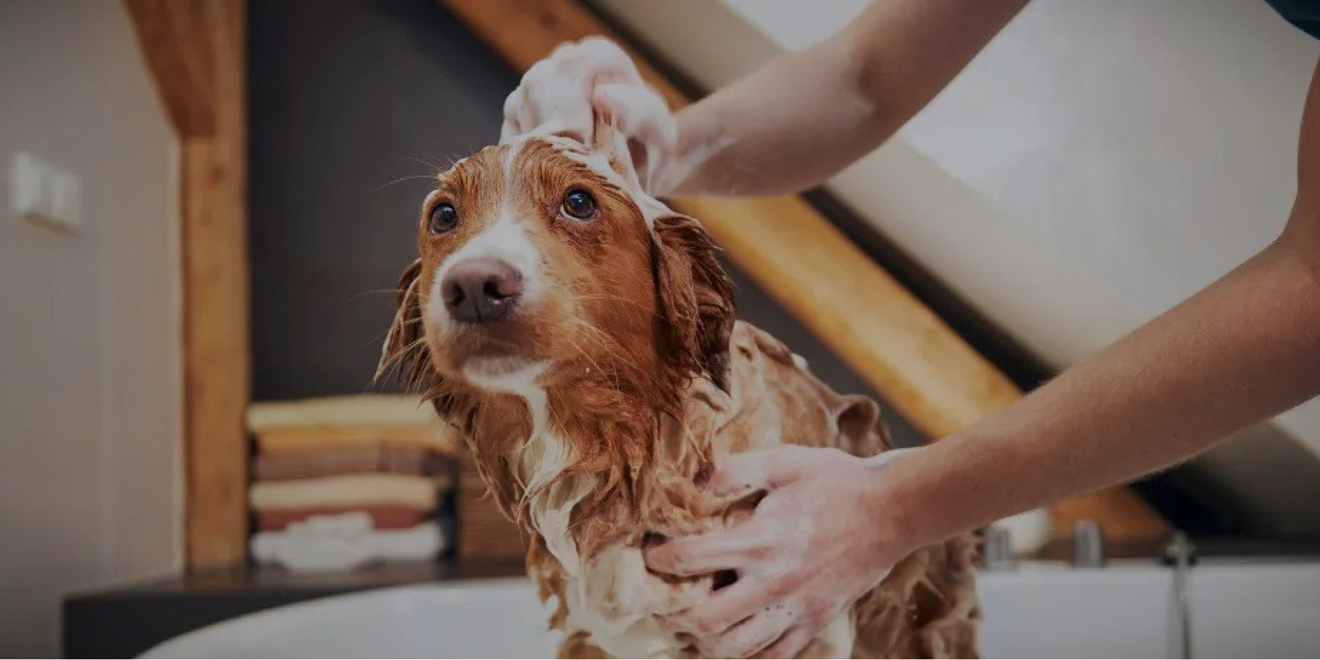 Dull Coat in Dogs: Causes?