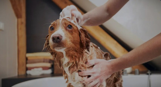 Dull Coat in Dogs: Causes, Dangerous Symptoms & How to Really Help