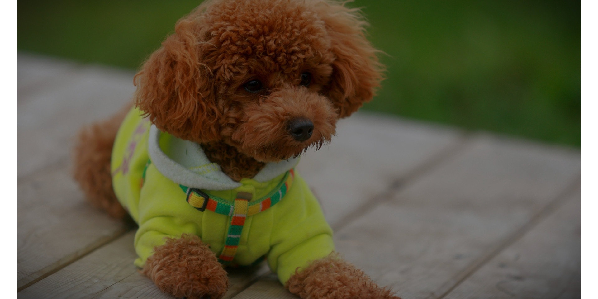 Toy Poodle: Why This Breed Doesn't Shed