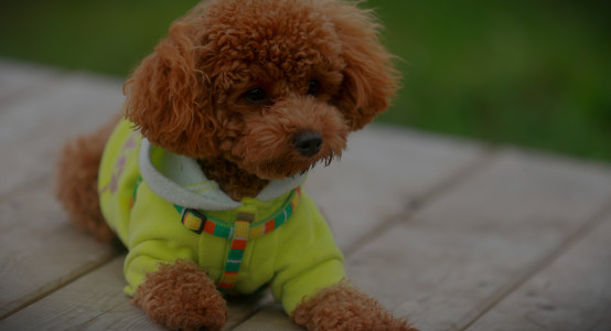 Toy Poodles Don't Shed — But Their Curly Coat Is a Whole Different Challenge