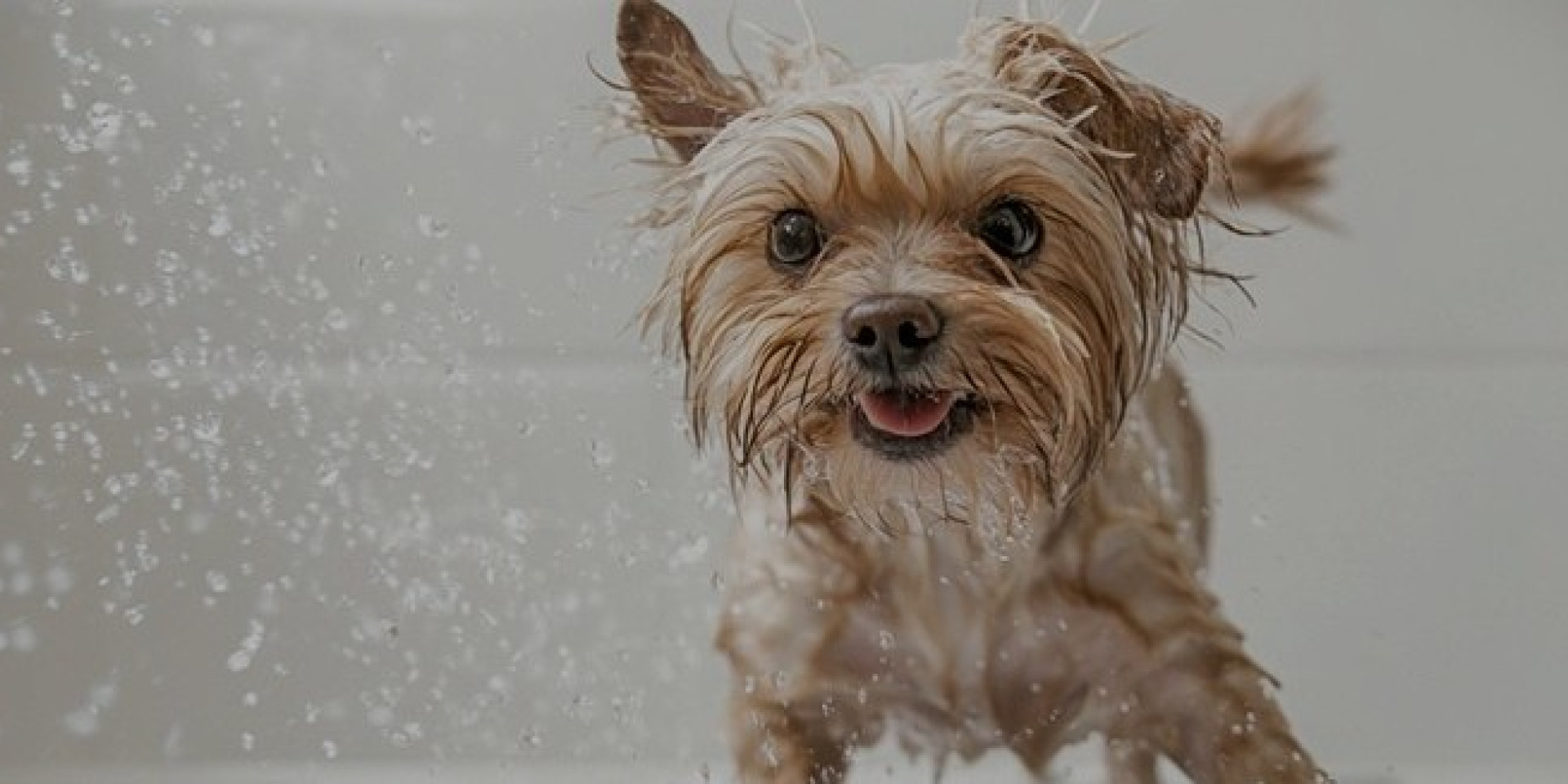 7 Mistakes When Bathing Your Dog That Damage Coat and Skin — and How to Avoid Them