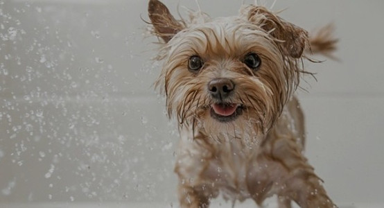 7 mistakes when bathing a dog that ruin its coat