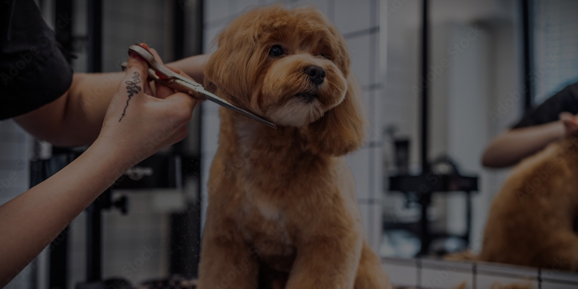 Home Grooming vs Salon: What's Best for Dogs and Cats