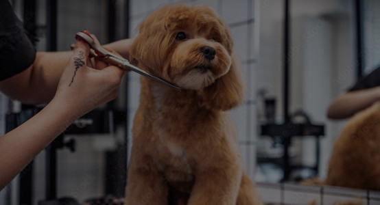 Home vs Professional Grooming: Which is Better for Your Pet in 2026