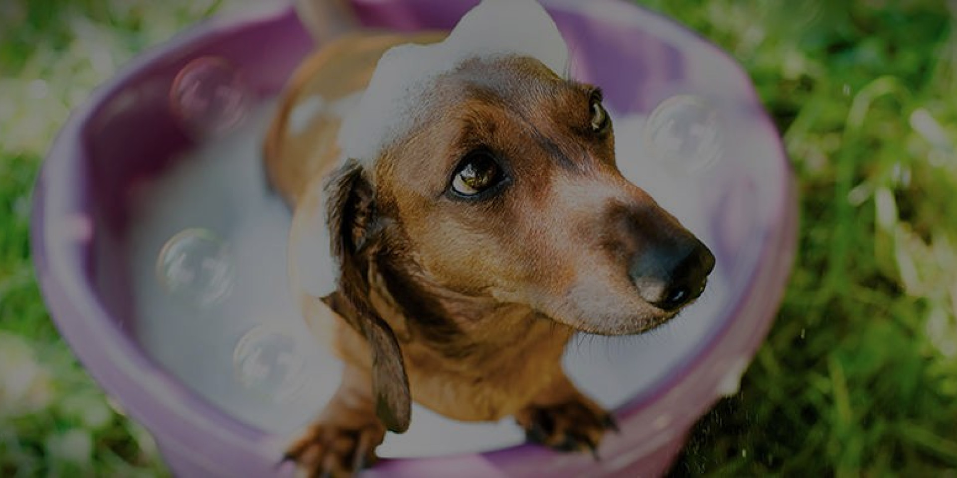 Dog Coat Care in Summer: Brushing, Bathing & Fleas