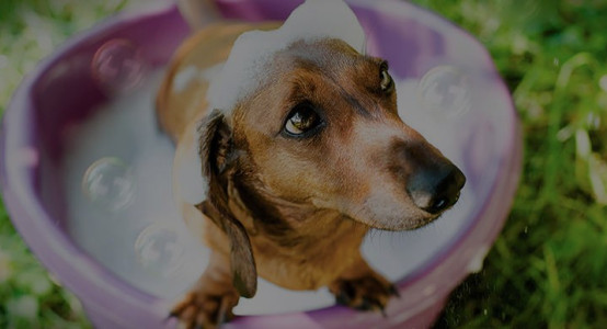 How to Care for Your Dog's Coat in Summer: A Complete Practical Guide