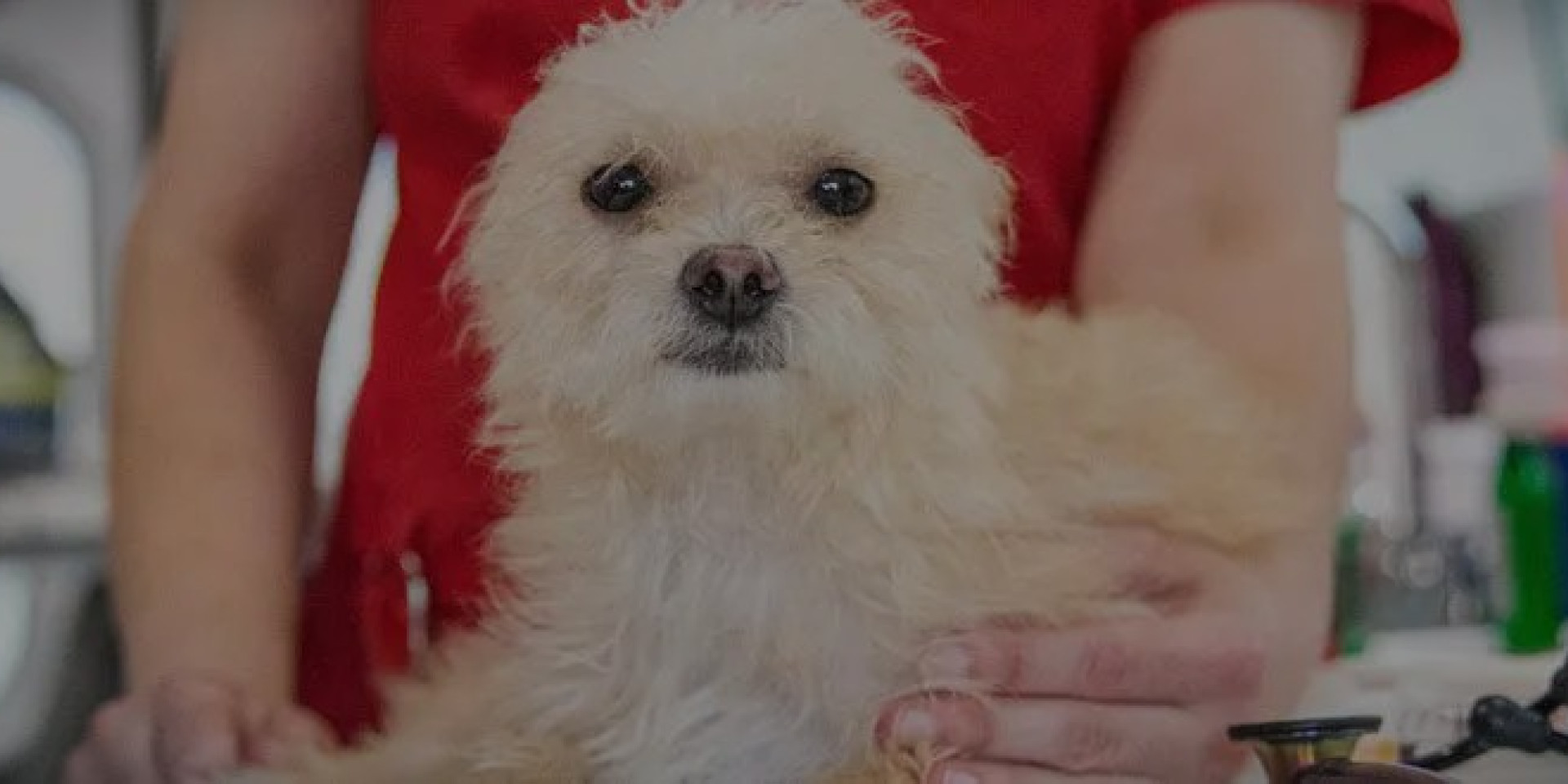 How Often to Bathe Your Dog: The Complete Guide