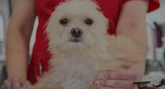 How Often to Bathe Your Dog: Vet-Recommended Frequency by Coat Type