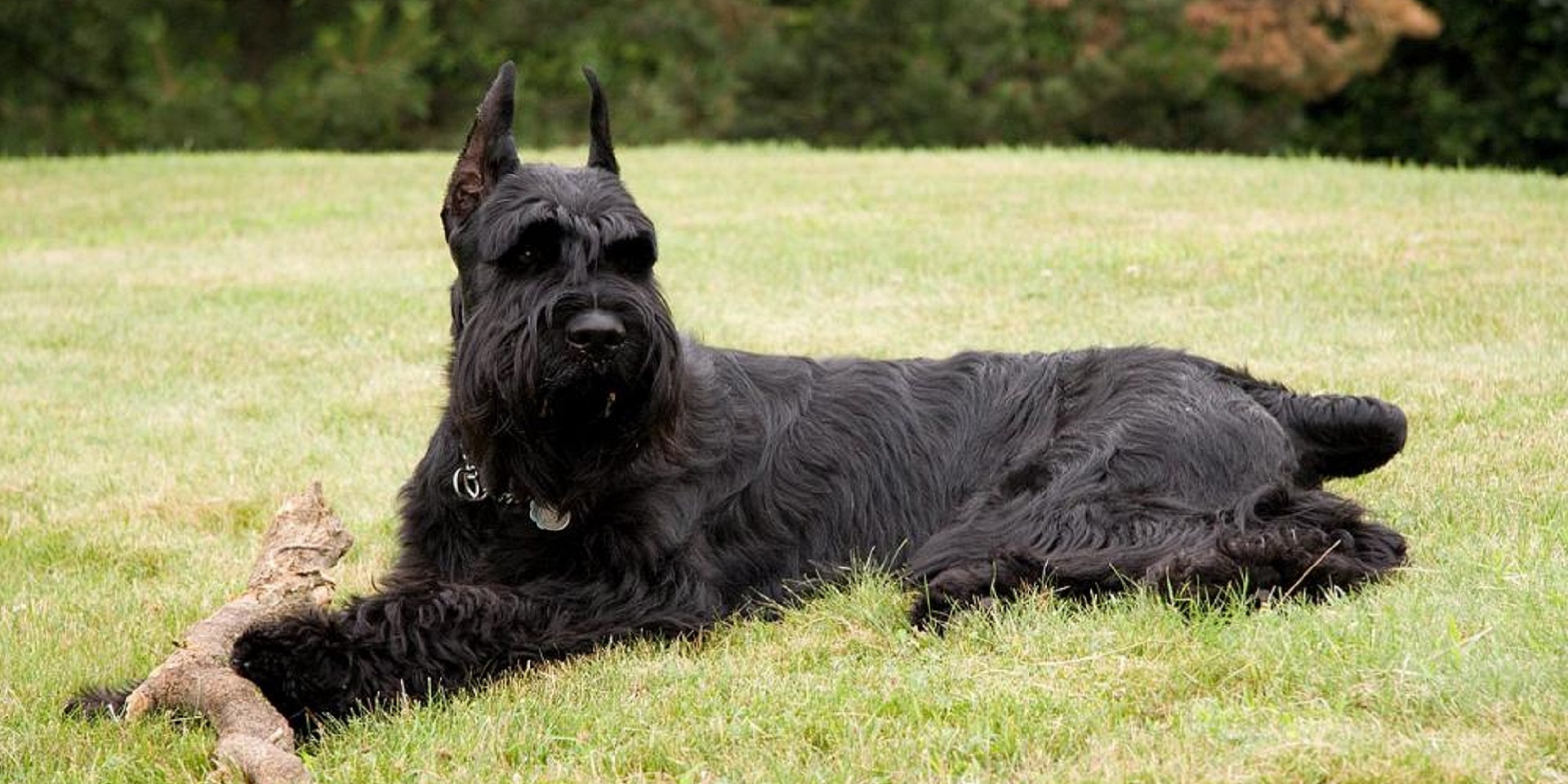 Giant Schnauzer Doris and care secrets