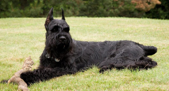 Giant Schnauzer Doris and care secrets