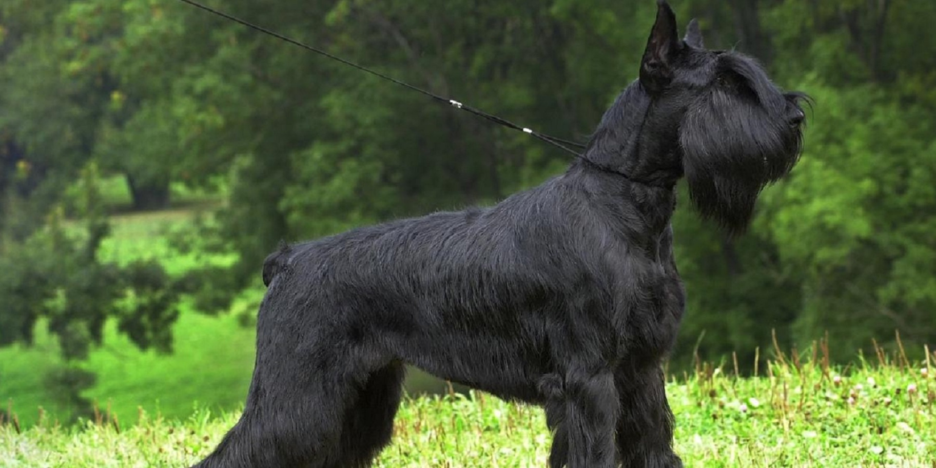 Features of grooming a Riesenschnauzer with Bruno Groom