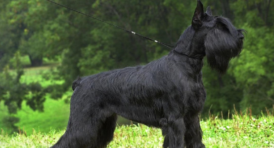 Features of grooming a Riesenschnauzer with Bruno Groom