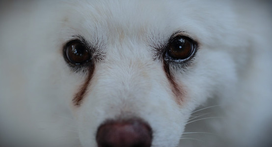 How to Get Rid of Tear Stains in Dogs? A Simple Method You Didn't Know About.