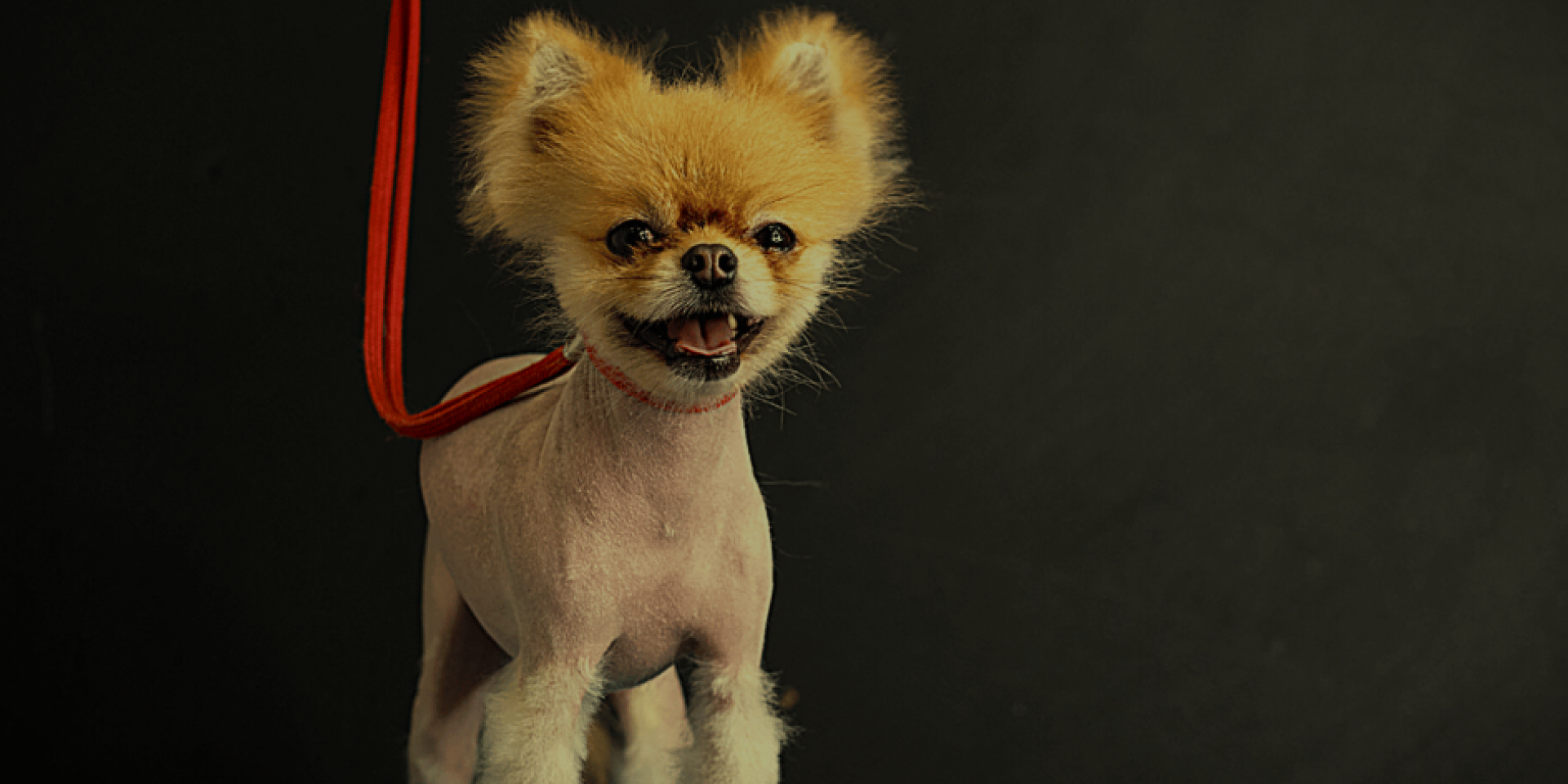 Alopecia in Dogs and Cats
