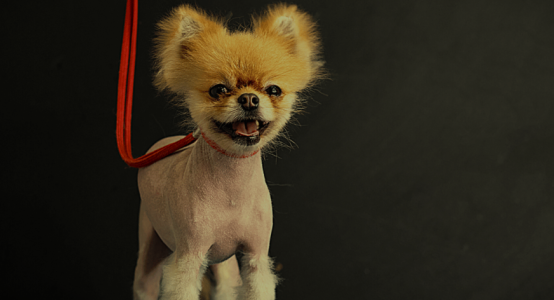 Alopecia in Dogs and Cats: Causes, Risks, and Effective Solutions