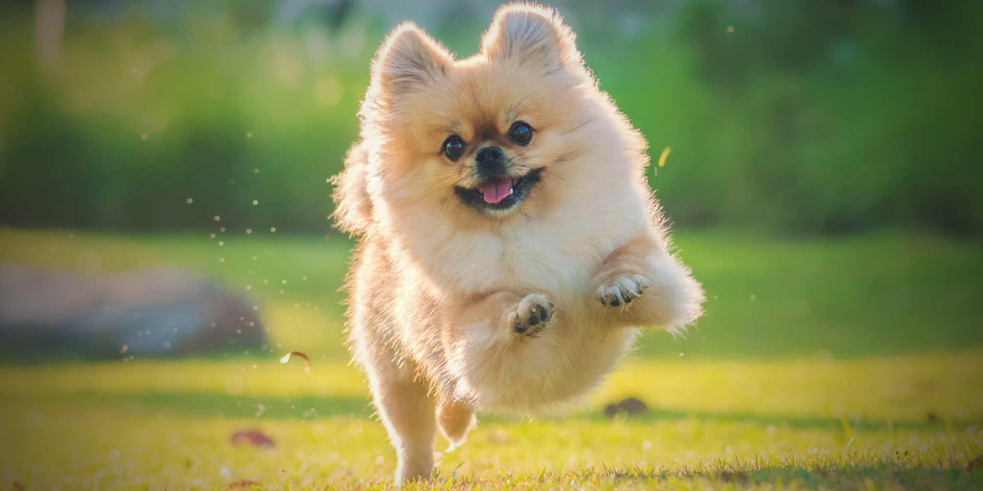 Features of spitz grooming with Bruno Groom