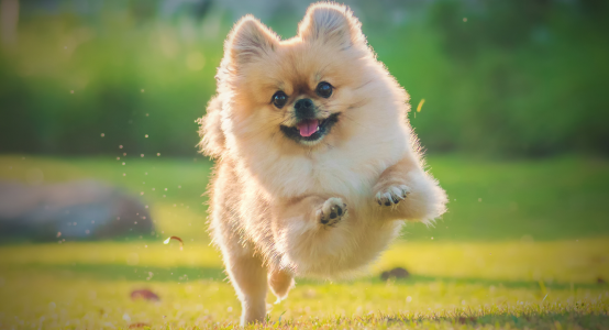 Features of spitz grooming with Bruno Groom