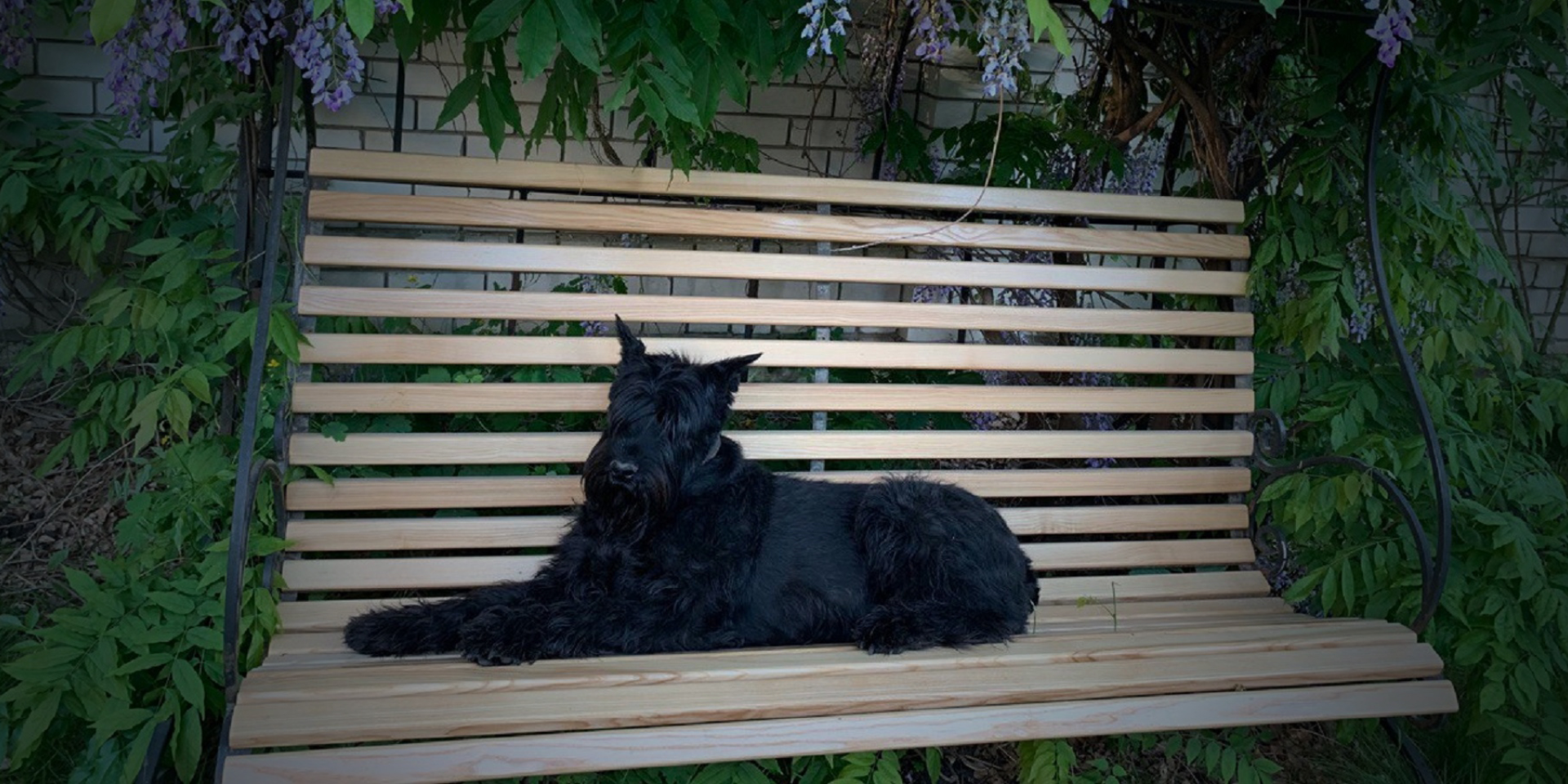 Ambassador of PURAMUR brand is Riesenschnauzer Doris