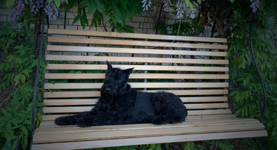 Ambassador of PURAMUR is Riesenschnauzer Doris