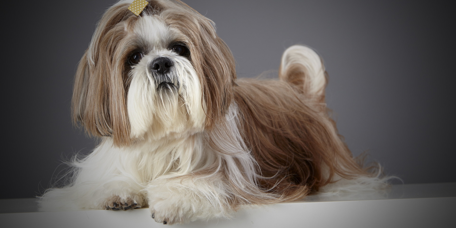 Grooming tips for beginners from Ruzanna Tsagikyan